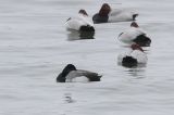 20150123_Kleine Topper_Biddinghuizen_2